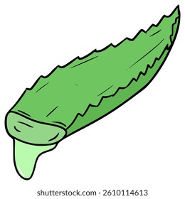 aloe vera illustration hand drawn isolated vector
