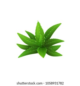 Aloe Vera isolated on white background. Medicinal plant. Hand drawn vector illustration.