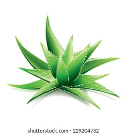 Aloe Vera isolated on white photo-realistic vector illustration