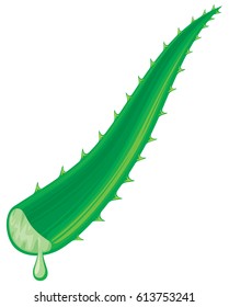 aloe vera leaf with fresh drops vector illustration
 