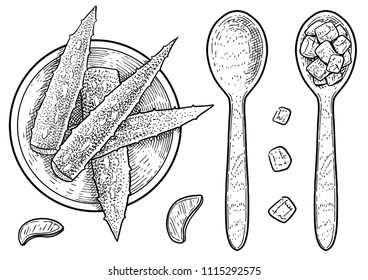 Aloe vera leaf, gel illustration, drawing, engraving, ink, line art, vector