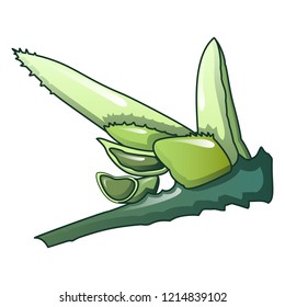 Aloe vera leaf icon. Cartoon of aloe vera leaf vector icon for web design isolated on white background