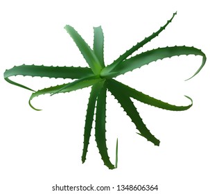 Aloe vera leaf plant icon. Realistic illustration of aloe vera leaf plant icon isolated on white background