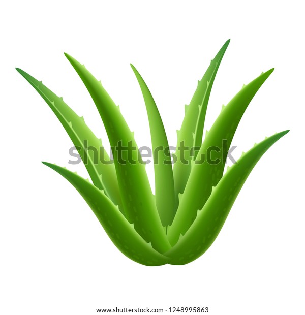 Aloe Vera Leaf Plant Icon Realistic Stock Vector Royalty Free