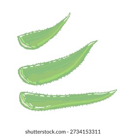 Aloe Vera Leaf and Slices Set