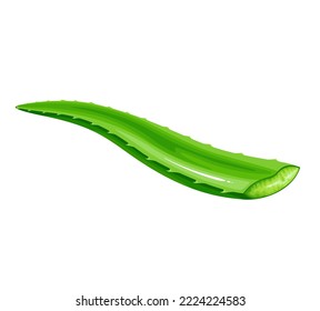Aloe vera leaf vector illustration. Cartoon isolated fresh aloe part of leaf with thorns, green plant cut for healthy juice or food product, cosmetic gel or alternative herbal remedy for health