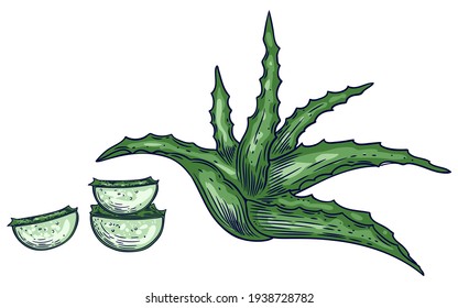 Aloe vera leaves, hand drawn vector
