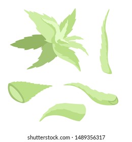 Aloe vera leaves set. Plant peaces isolated on white background. Flat vector illustration.