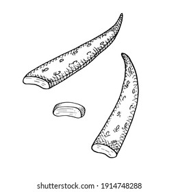 Aloe vera leaves and slice vector illustration. Hand drawn outline black and white succulent medicinal herb. Aloe cross section, botanical drawing for cosmetics, package, decoration, banner