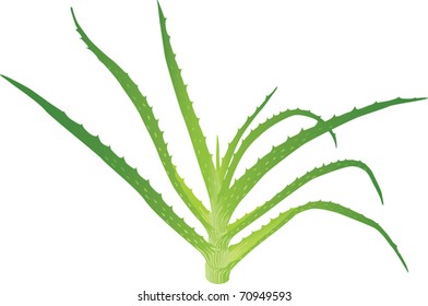 Aloe vera leaves. Vector illustration on white background.