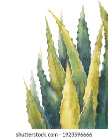 aloe vera leaves watercolor illustration on white background