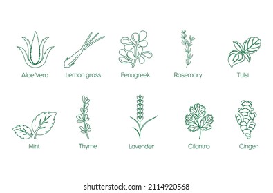 aloe vera, lemon grass, fenugreek, rosemary, tulsi, mint, thyme, lavender, cilantro, ginger icon set vector 