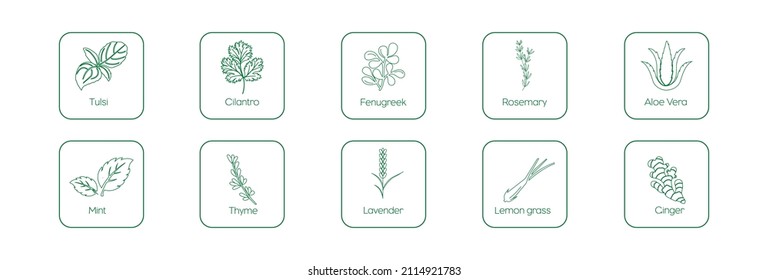 Aloe vera, lemon grass, fenugreek, rosemary, tulsi, mint, thyme, lavender, cilantro, ginger icon set vector 