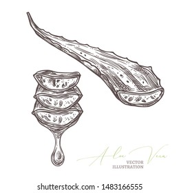 Aloe vera medical herb, branches and slices with drop of juice. Vector sketch hand drawn illustration