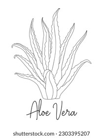 Ilustración de hierbas medicinales y cosméticas de Aloe Vera. Esbozo blanco y negro dibujado a mano por el vector. Dibujo de líneas para embalaje, diseño de etiquetado. Aislado sobre fondo blanco