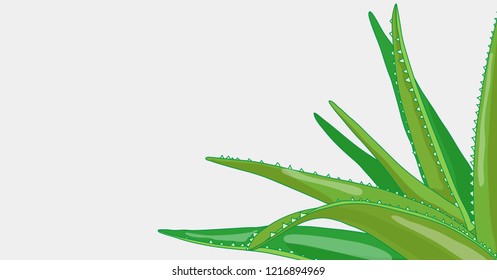 Aloe vera medicinal eco plant, healthy and natural beauty and health product. Decorative vector illustration. Fresh and green herbal element horizontal background with blank white space for text