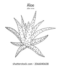 Aloe vera, medicinal and house plant. Hand drawn botanical vector illustration