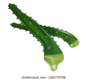 Aloe vera medicinal plant leaves cuttings and juice drops elements collection