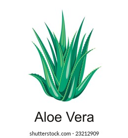  Aloe vera on isolated background, vector illustration.