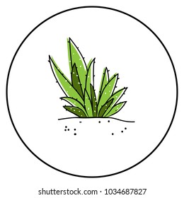 Aloe vera on white background