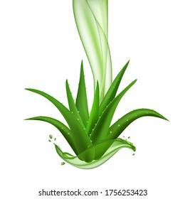 Aloe vera sobre el fondo blanco. Planta natural de medicina de hierbas.
