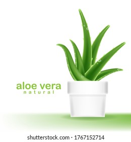 Aloe Vera On White Background Vector