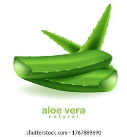Aloe Vera auf weißem Hintergrund, Vektorgrafik