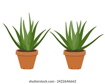 Aloe vera on a white background.