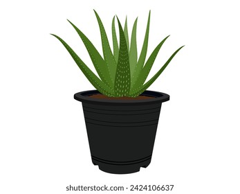 Aloe vera on a white background.