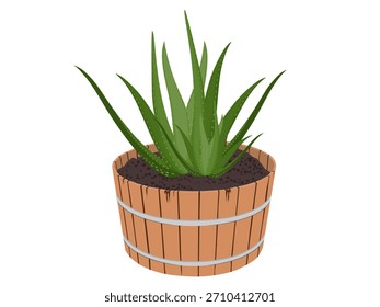 Aloe vera sobre fondo blanco.