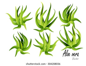 Aloe vera on white background,vector illustration