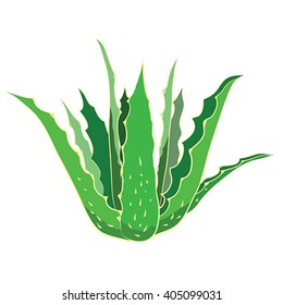 Aloe Vera Plant