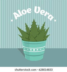 Aloe vera plant