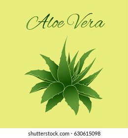 Aloe Vera plant