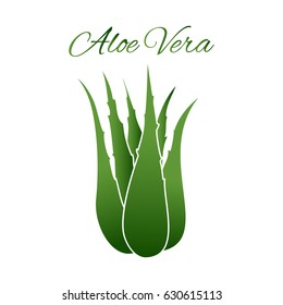 Aloe Vera plant