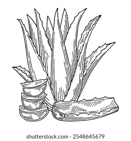 Composición de dibujo botánico de planta de aloe vera en estilo de boceto. Dibujado a mano de Aroma e ingrediente cosmético. Ilustración vectorial dibujada a mano aislada.