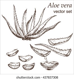 Aloe vera plant, botanical drawing.  Hand drawn.  Medicinal plant. White background.  Elements for the graphic design. Vector illustration.
