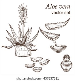 Aloe vera plant, botanical drawing.  Hand drawn.  Medicinal plant. White background.  Elements for the graphic design. Vector illustration.