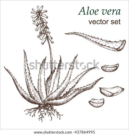 Aloe Vera Plant Botanical Drawing Hand 스톡 벡터(사용료 없음) 437864995