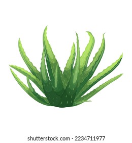 caricatura de la planta aloe vera. hoja verde, belleza fresca, agua cosmética, cactus herbal, jugo de casa, alote de piel vera ilustración de vector vegetal