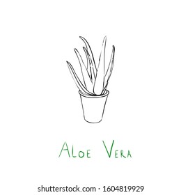 aloe vera plant concept. hand drawn black line aloe vera flower. hand drawn text. vector flat illustration isolated on white background 