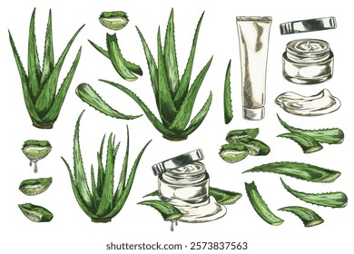 Aloe Vera plant and cosmetic products color sketch vector set. Succulent prickly herbal green foliage, leaves and cut pieces with essence drop, cream. Hand drawn natural medical pharmacy component