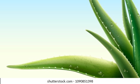 Aloe Vera plant with dew in 3d illustration