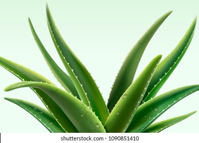 Aloe Vera Plant With Dew In 3d Illustration