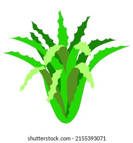 Ilustración aislada de la planta de Aloe vera