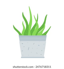 Aloe vera plant in flower pot. Medicinal plant as a skin care product. Growing aloe vera in flowerpot isolated on white background. Graphic design element for decoration. Flat vector illustration