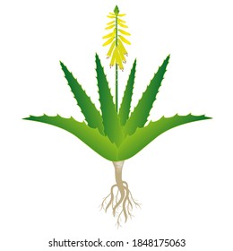 Aloe vera plant with flowers and roots on a white background.