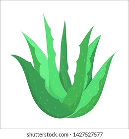 Aloe vera plant. Fresh green product with juice for skin. Vector illustration in cartoon style