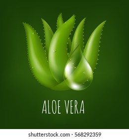 Aloe Vera Plant With Gradient Mesh, Vector Illustration