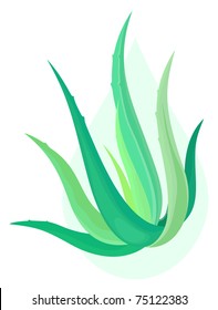 Aloe vera plant and green drop in the background